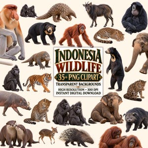 May include: A digital collection of Indonesian wildlife illustrations featuring a proboscis monkey, pangolin, sun bear, orangutan, leopard, tiger, elephant, and other animals, with text reading INDONESIA WILDLIFE 35+ PNG CLIPART TRANSPARENT BACKGROUNDS.