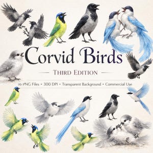 Puede incluir: Ilustraciones en acuarela de varias aves córvidas en diferentes poses. Las aves muestran una gama de colores, incluyendo gris, negro, azul y amarillo. El texto dice "Corvid Birds Third Edition".