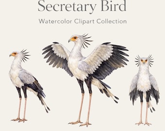 Imágenes prediseñadas de aves secretarias en acuarela, fauna exótica africana en formato PNG (descarga digital)