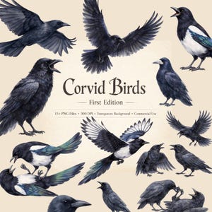 Puede incluir: Ilustraciones en acuarela de varias aves córvidas, incluyendo cuervos y urracas, en vuelo y posadas. La imagen presenta el texto "Corvid Birds - First Edition" e información sobre los archivos.