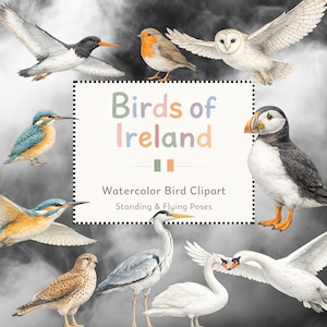May include: Watercolor bird clipart featuring various birds in flight and standing poses. The image includes a variety of birds, such as a puffin, robin, and owl, with the text "Birds of Ireland" and "Watercolor Bird Clipart Standing & Flying Poses".