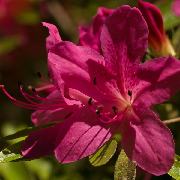 Red Rhododendrons for background, overlay composite photography, JPG floral texture