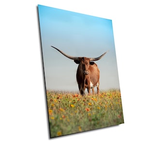 Classic Longhorn in wildflowers/ranch photo/UT longhorn/ranch land/cattle/canvas/metal/print