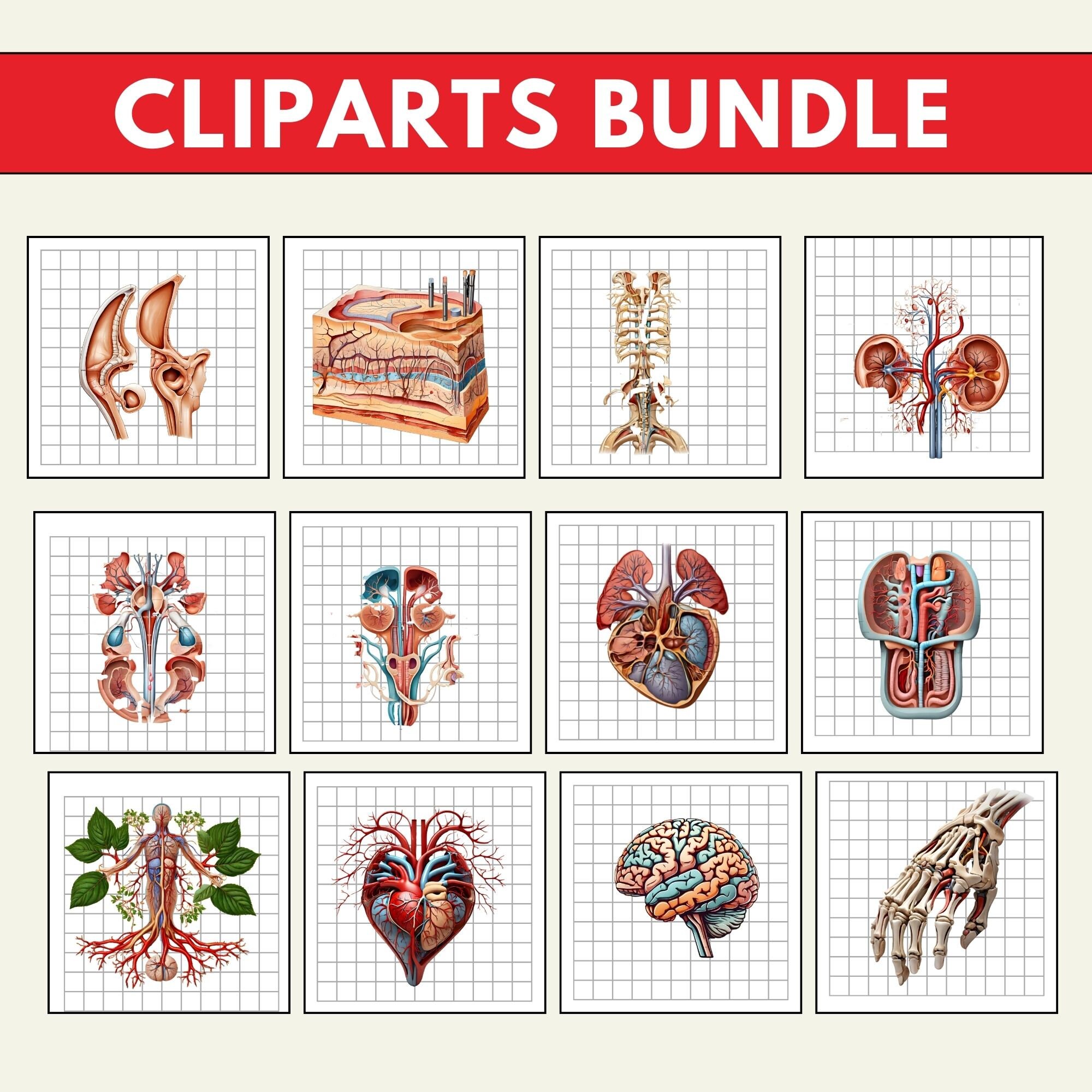Human Body Clipart, Body Clipart PNG Bundle, 24 PNG Human Body Clipart ...