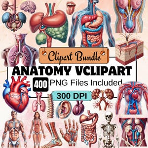 400 akwarelowych anatomicznych clipartów, zestaw clipartów anatomii człowieka PNG, ilustracje narządów ludzkich, mózg, serce, szkielet, czaszka, mięsień medyczny