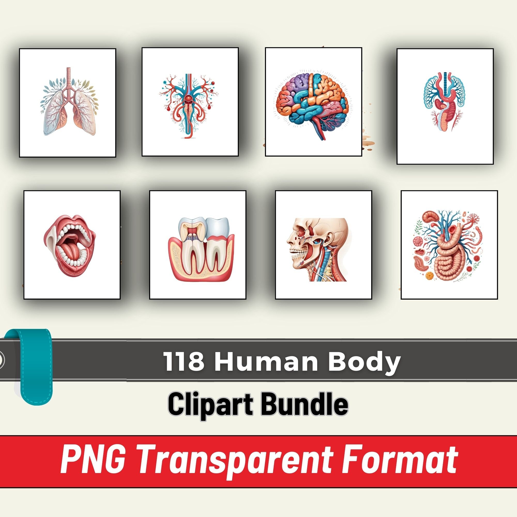Human Body Clipart, Body Clipart PNG Bundle, 118 PNG Human Body Clipart ...