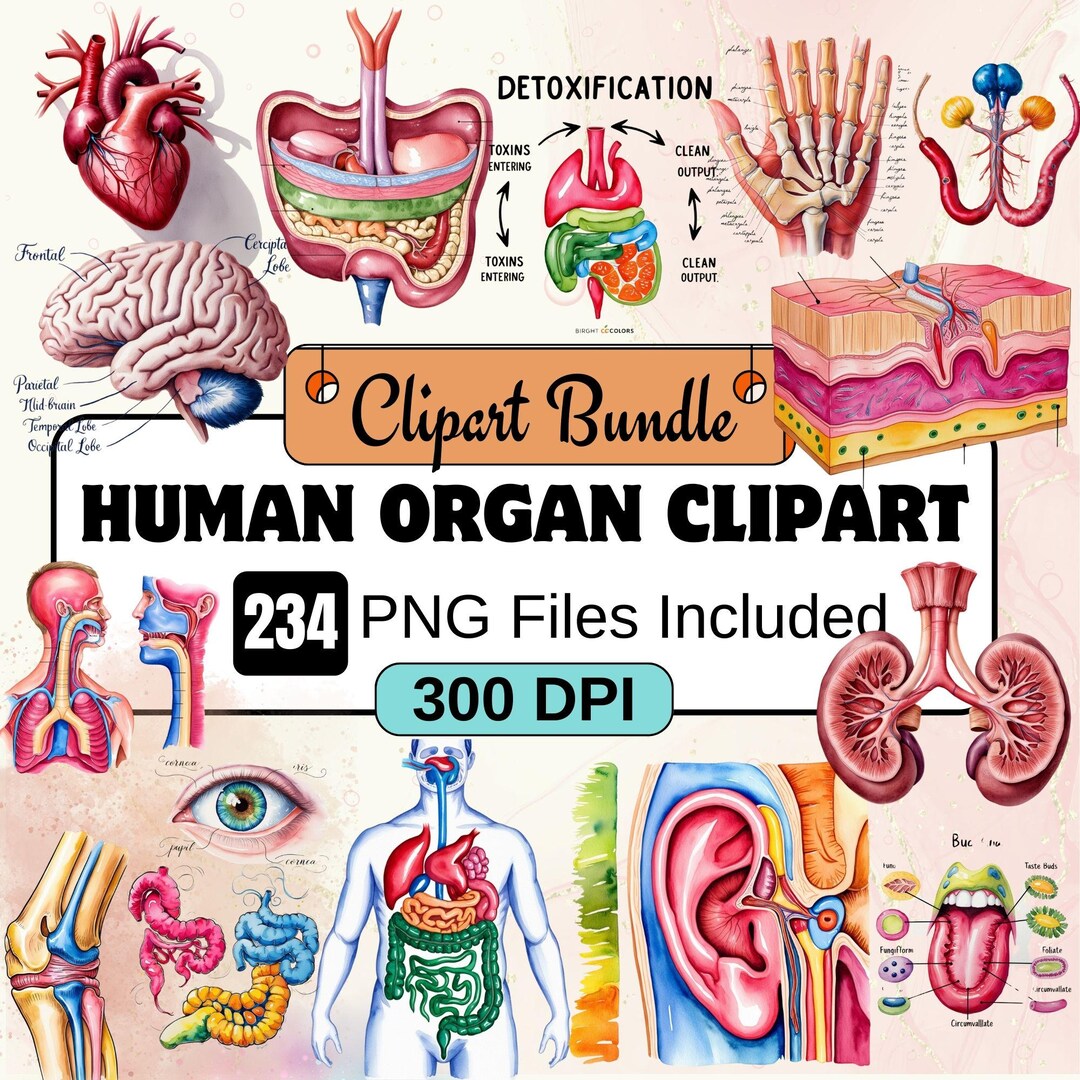 Human Organ Clipart, Biology Clipart PNG Bundle, 234 PNG Human Organ ...