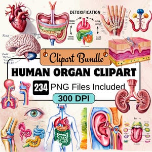 Menselijke orgel clipart, biologie clipart PNG bundel, 234 PNG menselijke orgel clipart bundel, instant digitale download, commercieel gebruik