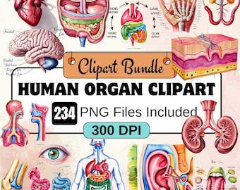 Human Organ Clipart, Biology Clipart PNG Bundle, 234 PNG Human Organ Clipart Bundle, Instant Digital Download, Commercial Use