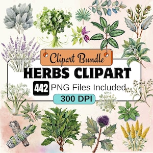 Clipart de ervas em aquarela, pacote de clipart botânico PNG, pacote de clipart botânico de ervas 442 PNG, download digital instantâneo, uso comercial