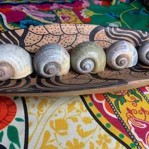 Grandi lumache alla mela del Texas - X5