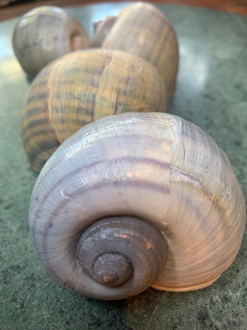 Large Texas Apple Snails Etsy