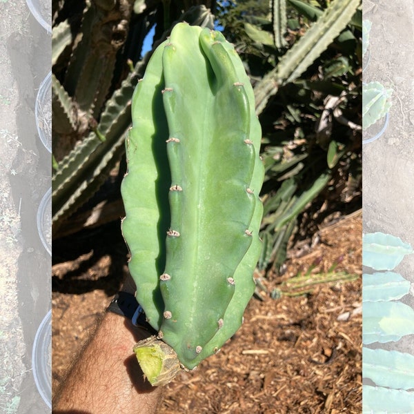 Peruvian Apple Cactus Pups | Medium Size 8-11 inches | Vertical Column | Cactus Cuttings | Cereus Peruvianus | Night Blooming | Edible Fruit