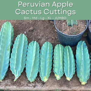 Peruvian Apple Cactus Cuttings – Fresh Offsets for Planting, Fruiting Columnar Variety – Ships Calculated