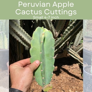 Small 4–7” Peruvian Apple Cactus Cutting – Ships Calculated