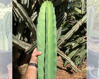 Peruvian Apple Cactus Pups | Large 12-15 inches | Cactus Gift | Cactus Cutting | Cereus Peruvianus | Succulent Cutting | Cactus Decor