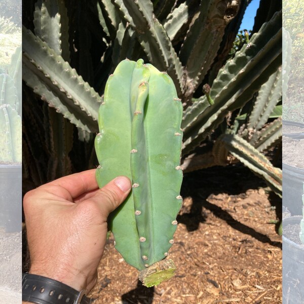 Sm. Peruvian Apple Cactus Pup | 4-7 inches | Cut to Ship | Cactus Offset | Cactus Plant | Cereus Peruvianus | Tall Cactus | Apple Cactus