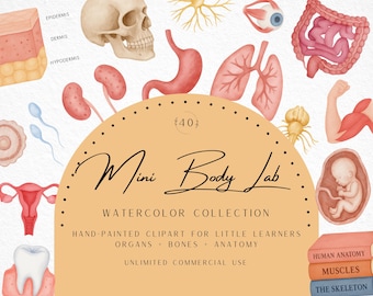 Anatomy Clipart Bundle, Watercolor Organs PNG, Body System Charts, Classroom Poster, Homeschool, Science Decor, Medical Art, Commercial Use