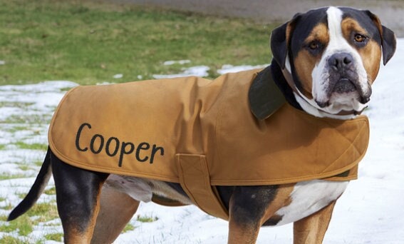 Orange carhartt dog coat hotsell