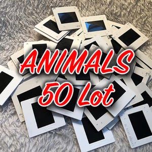 Vintage animals photo slides from around the world