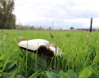 Mushroom Photography~ Mesmerizing Mushroom Photography Wall Art~ Spores~ Fungi~ Wild Mushroom~ Toadstool Photos~ White Mushroom~ Fungus~