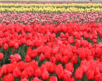 Tulip Field Photography~ Radiant Red Tulip field~ Oregon Tulip Festival Photography Wall Art- Oregon Photography~ Wooden Shoe Tulip Festival
