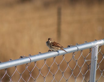 Little Sparrow~ Bird Photography~ Bird on a Fence~ Birdwatching~ Birds~ Sparrow~ Bird Photography~ Bird Decor~ Bird Art~ Fowl