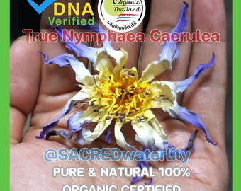REAL Blue Lotus flower 20g : True Nymphaea Caerulea, Meditation & Relaxation , Pure Natural 100%