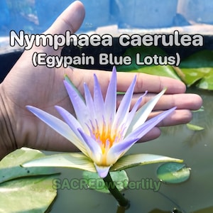 Blue lotus seeds - Etsy 日本