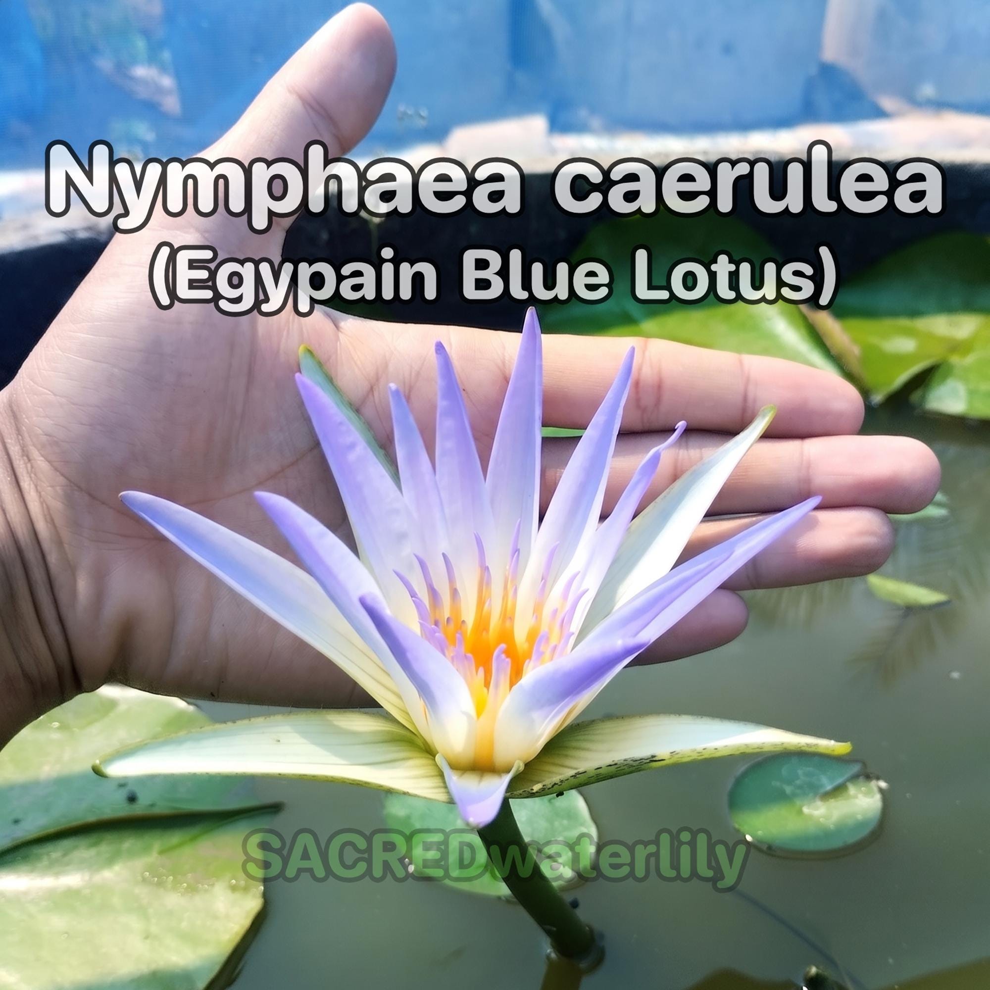 Blue lotus seeds - Etsy 日本