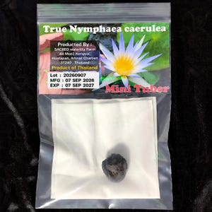 May include: A clear plastic bag containing a single dark brown mini tuber on a white paper square. The label reads True Nymphaea caerulea, Product of Thailand, Lot 20260907, MFG 07 SEP 2026, EXP 07 SEP 2027, and features a blue waterlily image.