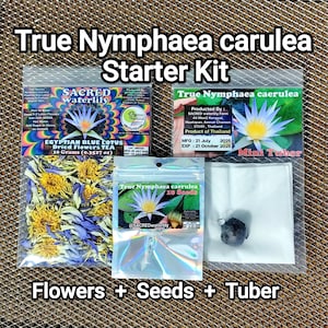 Real Blue Lotus Starter Kit - True Nymphaea Caerulea | Organic Tea Flowers + Seeds + Live Mini Tuber | Limited Editon