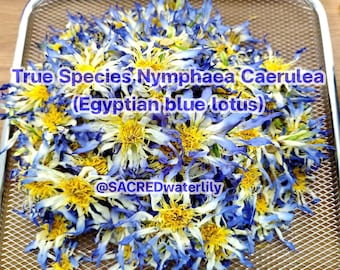 Fiori secchi di loto blu egiziano 100 g - Tè per dormire, Sogni lucidi, Calma e rilassamento - TÈ ALLE ERBE