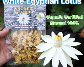 White Egyptian Lotus Flowers 20g : Mutation Nymphaea Lotus , Meditation & Relaxation , Pure Natural 100%