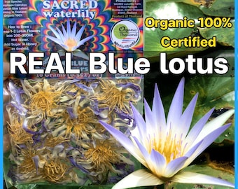 Tè biologico al loto blu 20 g: fiori secchi di Nymphaea Caerulea autentici, sonno e sogni lucidi