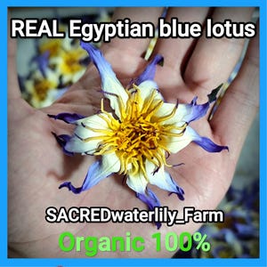 Rare authentic Blue Lotus 30g – True Nymphaea Caerulea | egyptian blue lotus tea, Meditation & Relaxation | Heirloom Quality