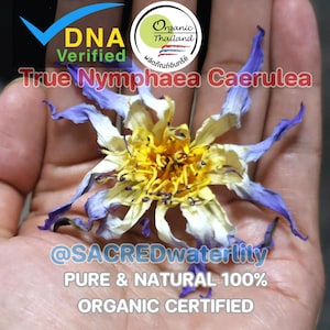 May include: A close-up of a True Nymphaea Caerulea flower with blue, yellow, and white petals. The image includes text that reads "DNA Verified", "Organic Thailand", "@SACREDwaterlily", and "PURE & NATURAL 100% ORGANIC CERTIFIED".
