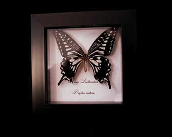 May include: A framed display of an Asian Swallowtail butterfly, Papilio xuthus, with black and white markings. The butterfly is set against a white background within a black frame.