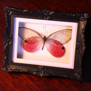 May include: A framed butterfly specimen with translucent wings and vibrant red markings. The butterfly is encased in a black ornate frame with a white mount. The frame is displayed on a dark wooden surface.