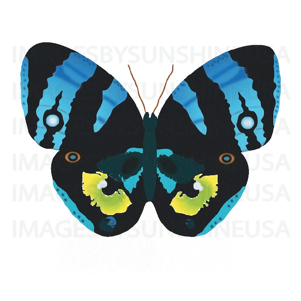 Abeona Butterfly svg, png, jpeg from Harlan Corben "Shelter", Ema's tattoo