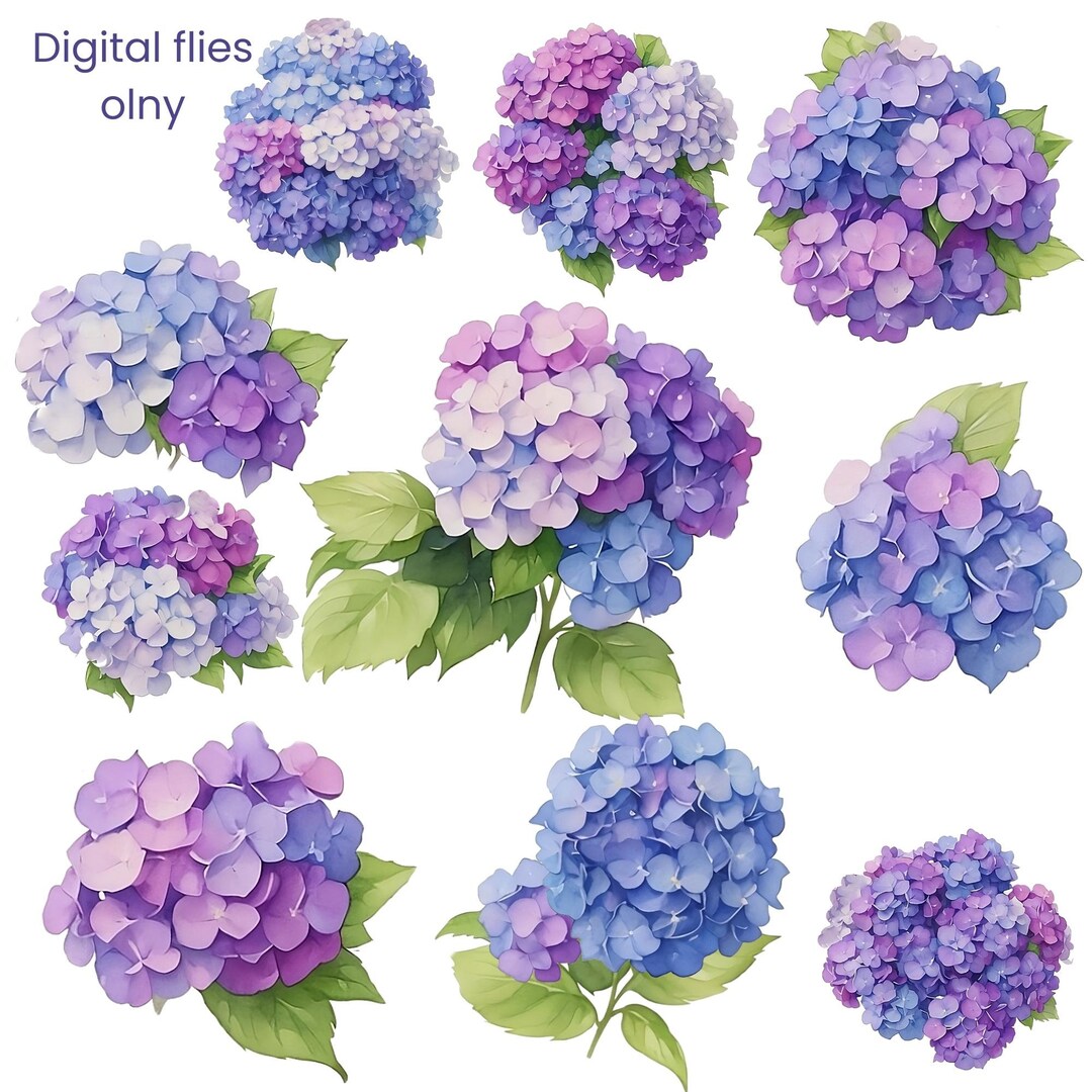 10 Sweet Hydrangea Flowers PNG Files,hydrangea Clip Art or Sticker for ...