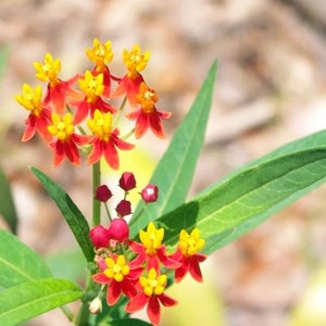 Milkweed LIVE Plant 6-12” tall Monarch Butterfly Host Asclepias curassavica