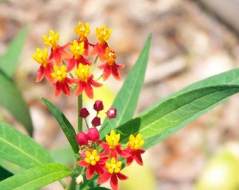 Milkweed LIVE Plant 6-12” tall Monarch Butterfly Host Asclepias curassavica