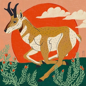 Pronghorn Antelope - Giclee Fine Art Print - 12x12