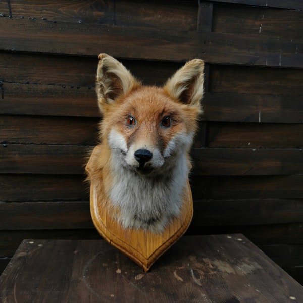 Tête de Renard Sur socle