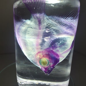 Diaphanized Angelfish - Medium