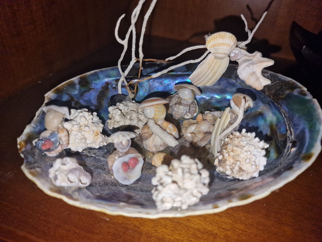 Nativity Scene With Very Rare Shells - Etsy