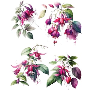 Pode incluir: Pintura em aquarela de quatro flores de fúcsia com folhas e caules verdes. As flores são rosa e roxas com detalhes brancos. A pintura está sobre um fundo branco.