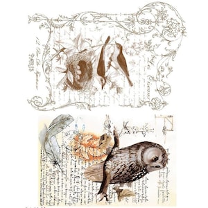 Può includere: Un'illustrazione in stile vintage con due uccelli in un nido con uova e un gufo appollaiato su un ramo. Lo sfondo è una pagina manoscritta sbiadita con decorazioni floreali.
