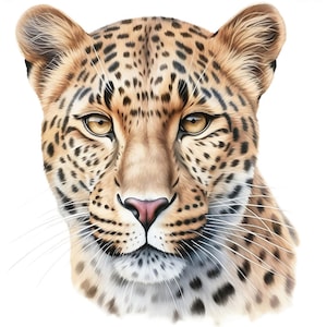 May include: A detailed illustration of a leopard's face, showcasing its distinctive spotted coat. The leopard's fur is a blend of tan and brown, with black spots. The eyes are a warm yellow, and the nose is pink. White whiskers extend from the face.